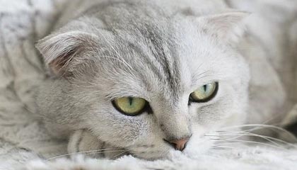 深入探讨每日大赛的热度来源：评论区的情绪比内容本身还猛